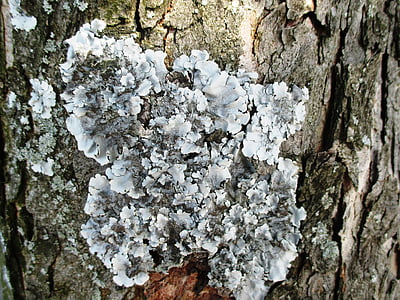 lichen, copac, trib, scoarţă de copac, lemn