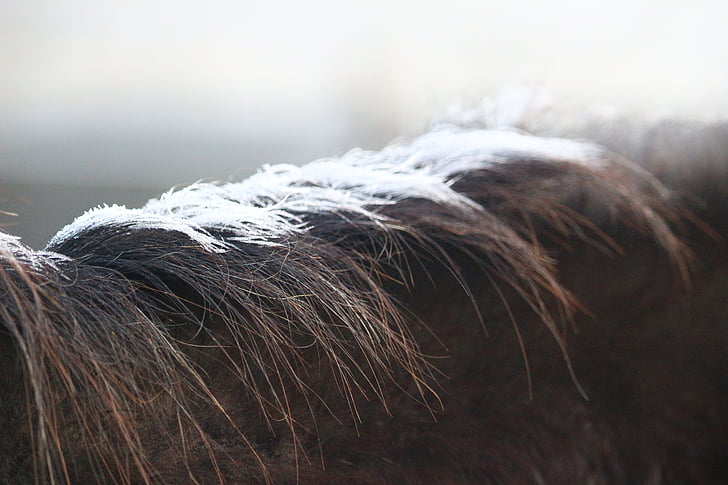 cavalo, Juba, geadas, congelado, Inverno, frio, puro-sangue árabe