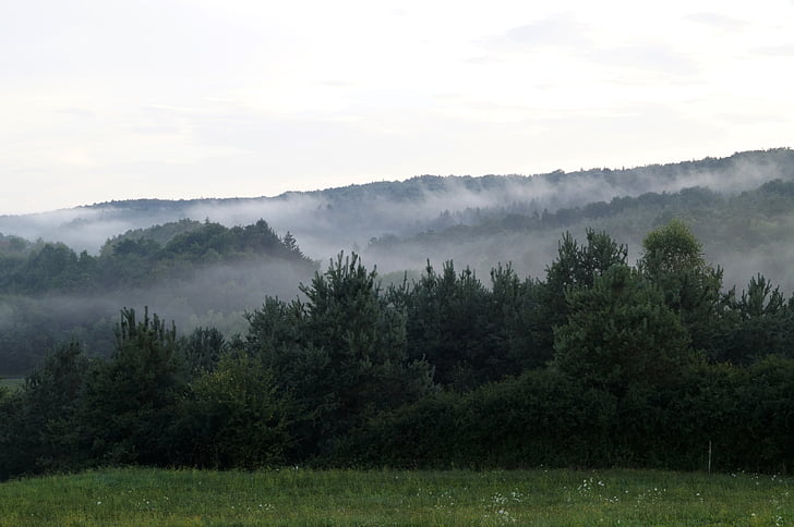 Critter, lasu, w godzinach wieczornych, Natura, mgła