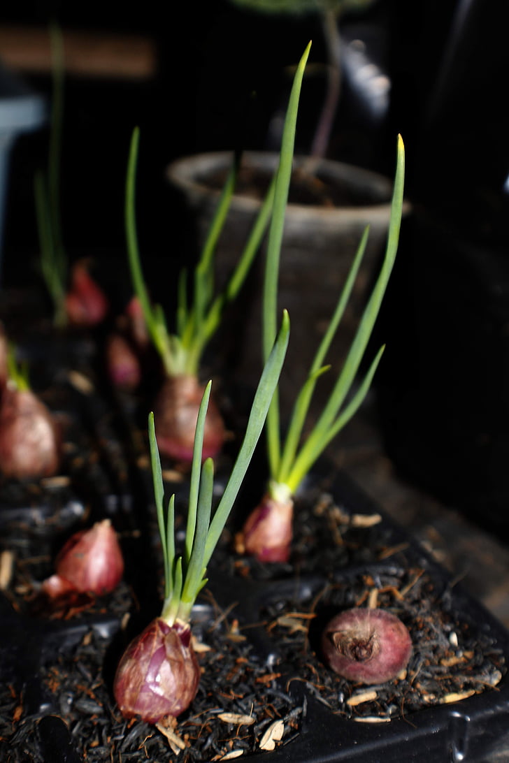 red shallots, onion, growing