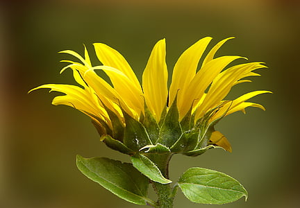 Sun flower, gul, sensommeren, gul blomst, blomst, grøn farve, friskhed