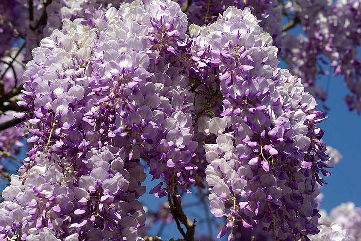 glycine, flowers, purple, spring