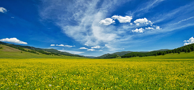 žlté kvety, Buttercup, jednej strane, údolie kvetov, Bogart village, júna, Mongolsko