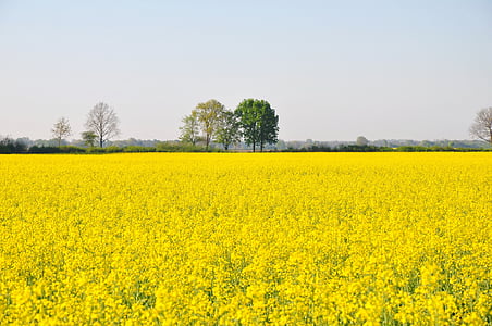 rape, yellow, nature, yellow flower, field