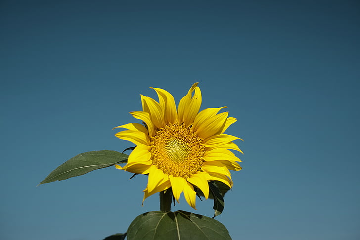 слънчоглед, синьо, Слънчев, небе, цвете, венчелистче, семена