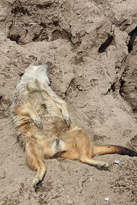 Meerkat, animal, fotografia da vida selvagem, jardim zoológico, Joe bodemann