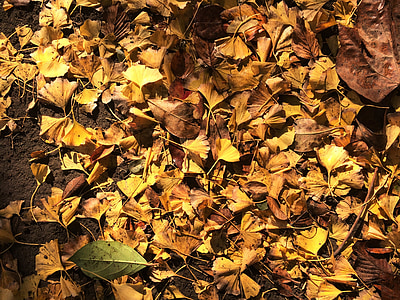 feuilles tombées, feuilles jaunes, arbre de Ginkgo, arbre du maidenhair, Huang, lumière, rétro-éclairage