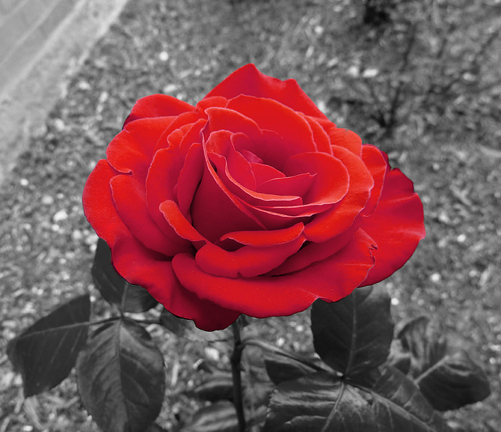 haven rose, steg, rød, blomst, Kærlighed, Valentinsdag, Romance