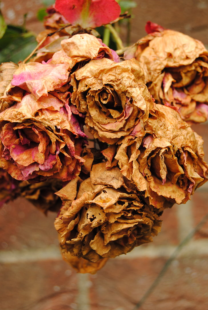 flowers, aged, withered, beige colours, nature, leaf, dry
