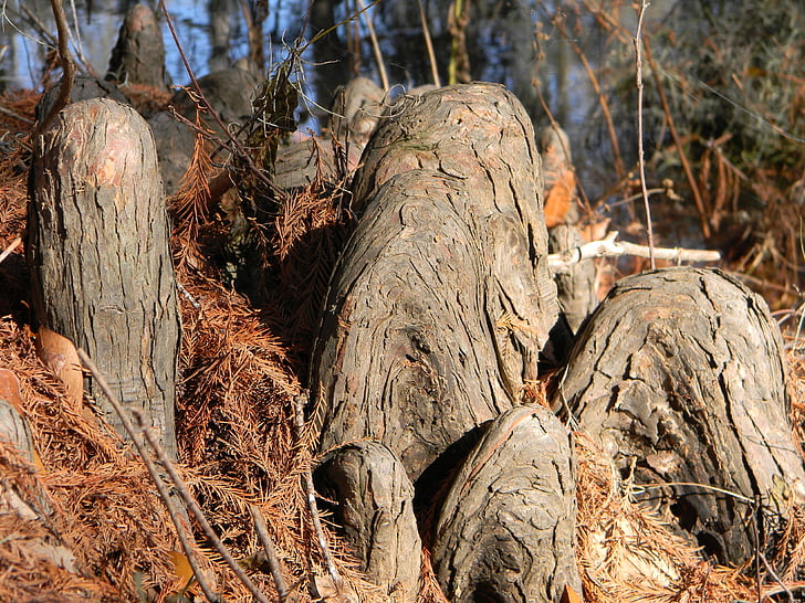 stubber, røtter, Cypress knær, bagasjerommet, Bayou, Cypress, Louisiana