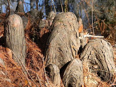stubbar, rötter, Cypress knän, trunk, Bayou, Cypress, Louisiana