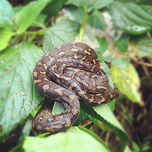 Python, Bebek yılan, doğa, hayvan, sürüngen, yaban hayatı, genç