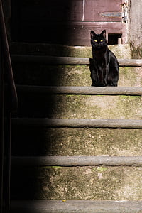 cat, steps, contrast, country, animal, stone, pets