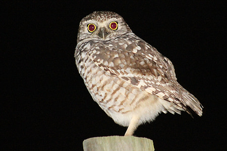 owl, bird, perched, fence post, looking, night, profile