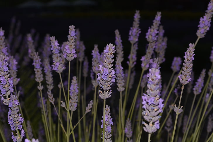 Lavendel, Blumen, Nacht, lila