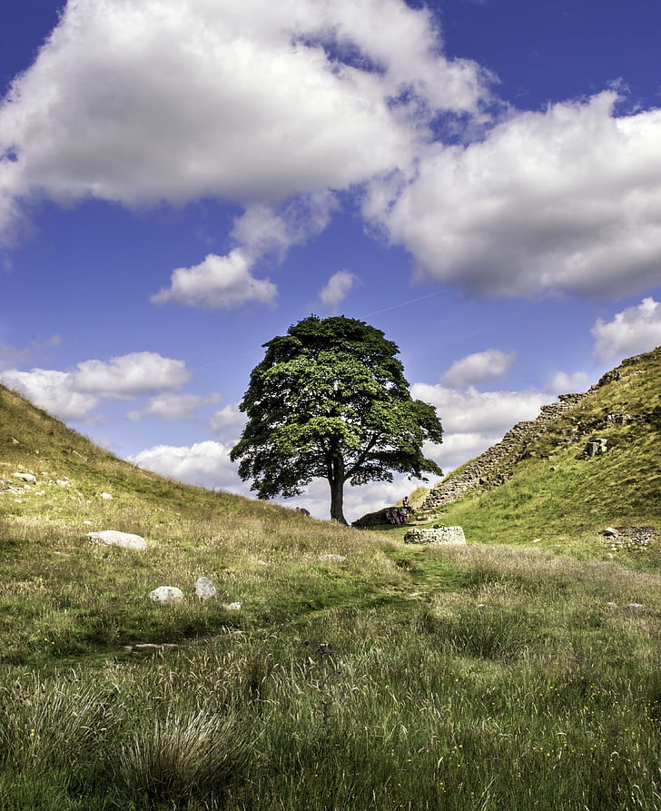 Sycamore gap, Robin hood, Northumberland, maisema, yksinäinen puu