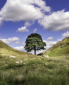 brecha de sicómoro, Robin hood, Northumberland, paisaje, árbol solitario