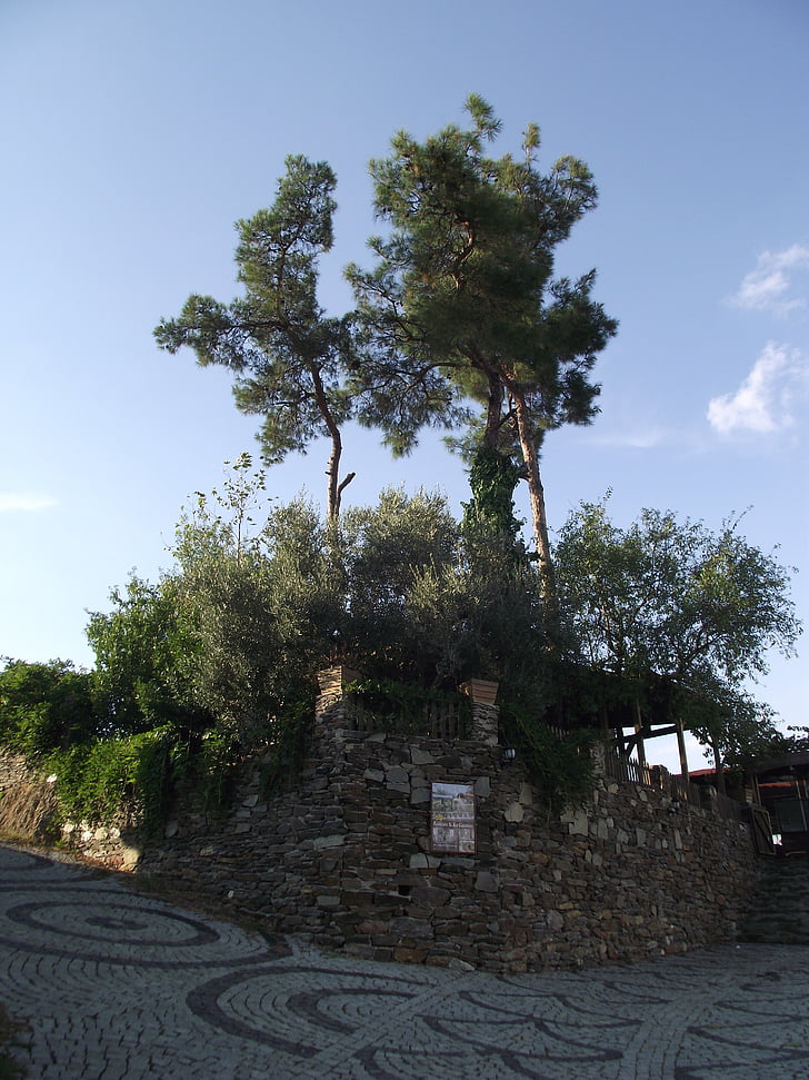 nature, tree, landscape