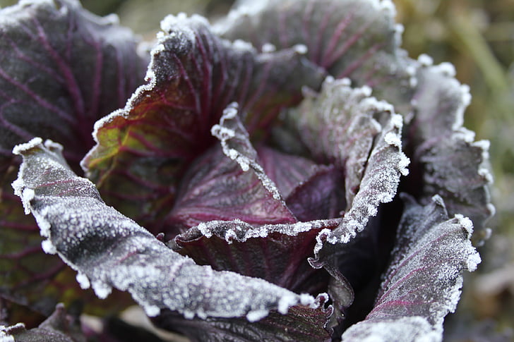 cabbage, blue, purple, nature, frost, winter, close-up