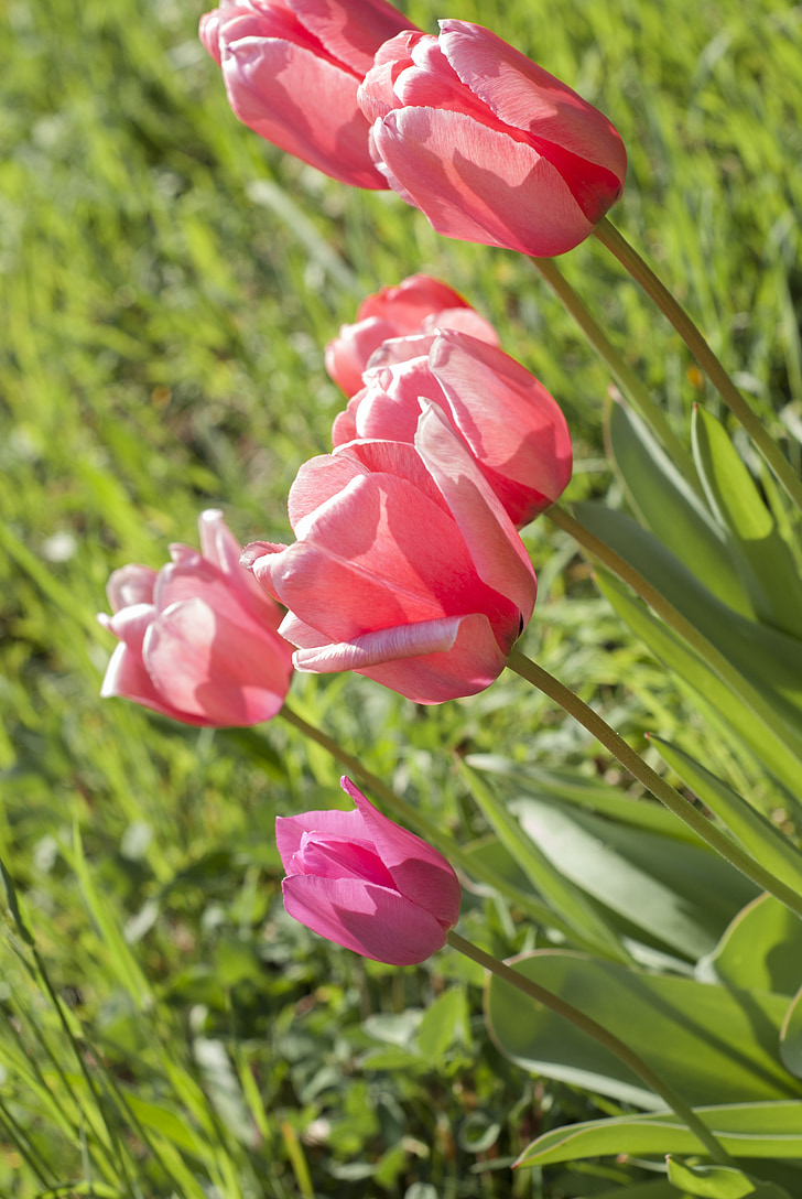 Tulip, Prado, planta, flores, hierba, naturaleza, jardín