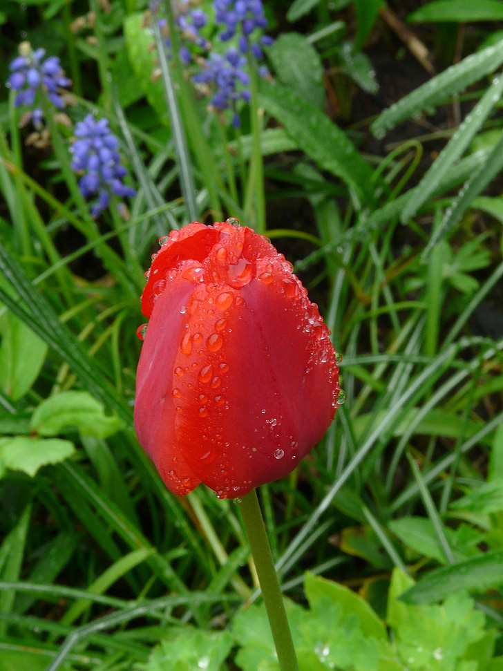 Tulip, blomst, forår, natur, rød