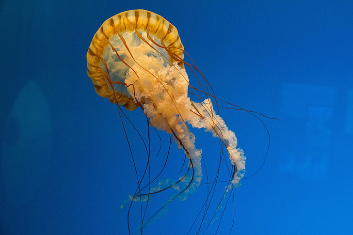 marine, jellyfish, ocean, nature, underwater, aquarium, one animal