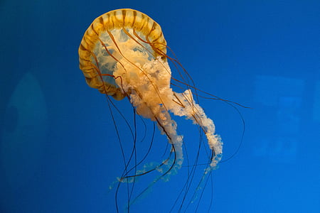 морски, медузи, океан, природата, подводни, аквариум, едно животно