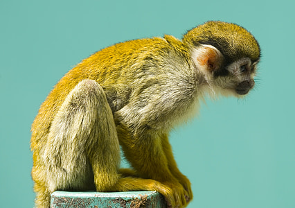 monkey, squirrel, primate, mammal, wildlife, nature, sitting