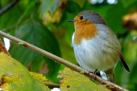 Robin, putns, spalvas, dzīvnieku, daba, mazs, skaists