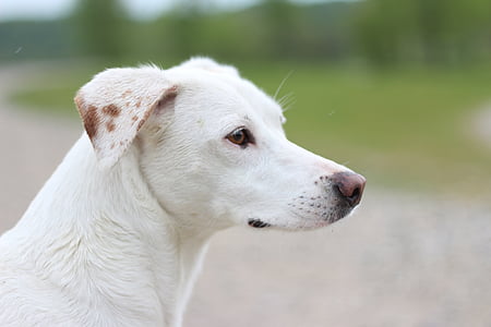 šuo, balta, Portretas, gražu, gražus, augintiniai, gyvūnų, mielas
