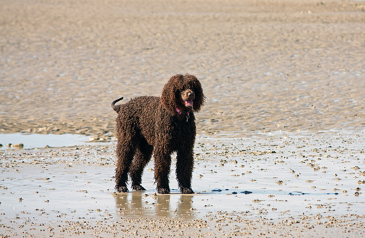 câine, Labradoodle, maro, plajă, nisip, umed, coasta