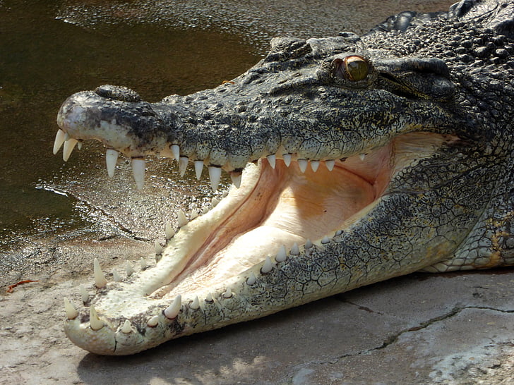 krokodil, gyík, ragadozó, fogat, láb, hűtés, hidegvérű állatok