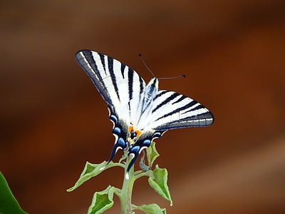 나비, 날개, 동물, 닫기, 자연, 동물, 곤충