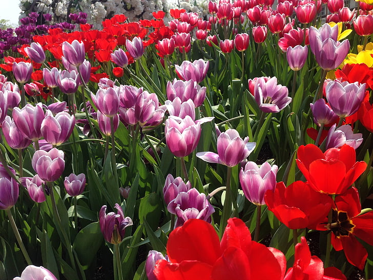 tulipán, virágok, Everland