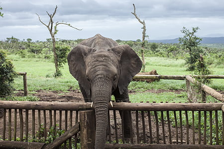 elephant, africa, wildlife, large, safari, nature, wilderness