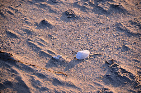 оболочка, пляж, песок, песчаный пляж, Балтийское море