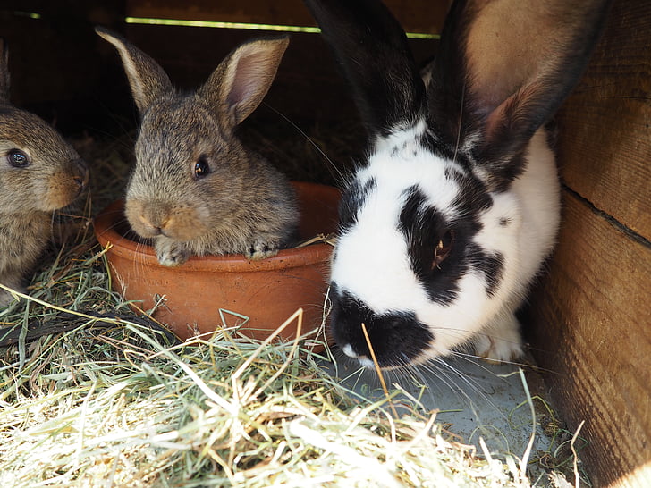 กระต่าย, เด็ก, ขนาดเล็ก, สีน้ำตาล, น่ารัก