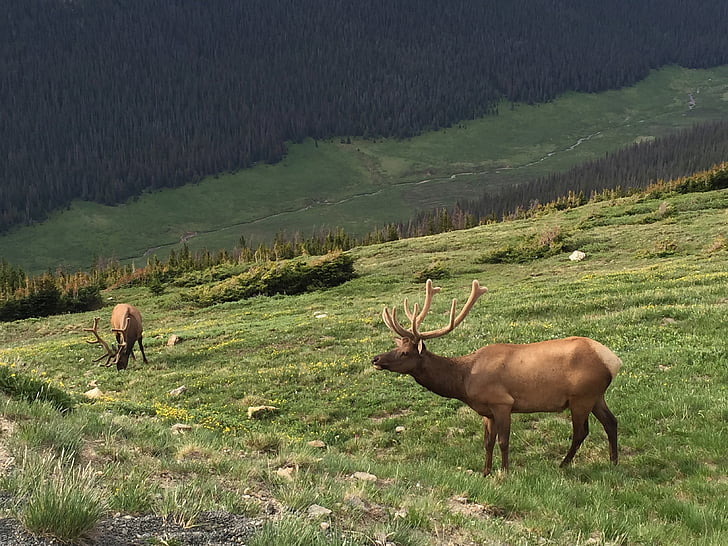 Elk, Národní park Rocky mountain, volně žijící zvířata, Colorado, Příroda, Hora, zvíře