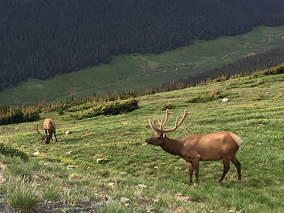 麋鹿, 落基山国家公园, 野生动物, 科罗拉多州, 自然, 山, 动物