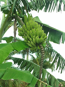 банан, китка, храна, плодове, пресни, тропически, органични