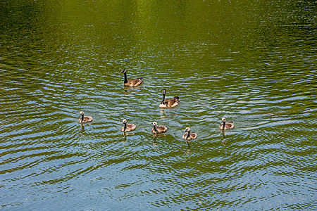 gansos, familia, ganso, natación, estanque, bebés, aves de corral