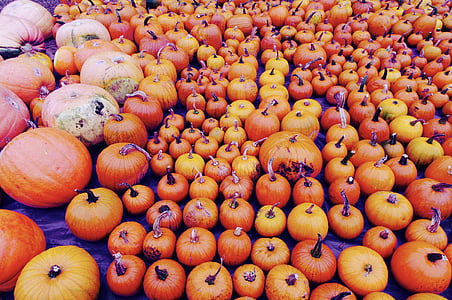 abóbora, dia das bruxas, colheita, laranja, produtos hortícolas, Outono, Outono