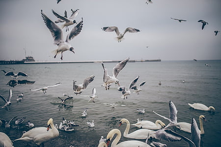 birds, ducks, seagulls, pigeons, swans, flying, wings