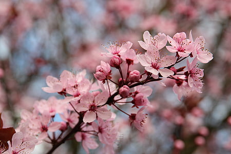 ciruela de sangre, primavera, sol, árbol, floración, Prunus cerasifera, hoja roja