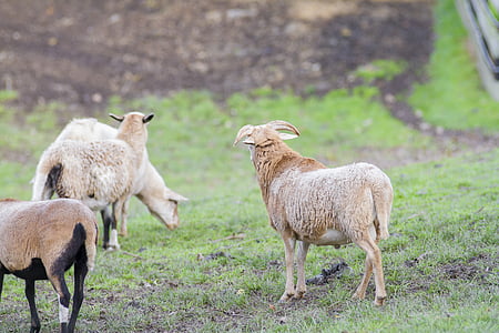 山羊, 农场, 比利山羊, 国内的山羊, 动物园, 羊, ram
