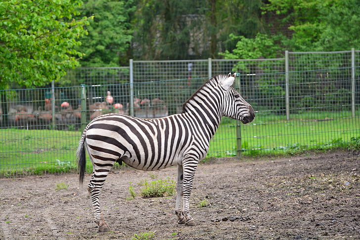 Zebra, dyr, fodgængerfeltet, striber, sort og hvid, vilde dyr, tegning