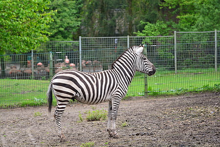 Zebra, Tiere, Zebrastreifen, Streifen, schwarz / weiß, wildes Tier, Zeichnung