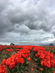 tulipán, piros, vihar felhők, virág, kert, tavaszi, virágzó