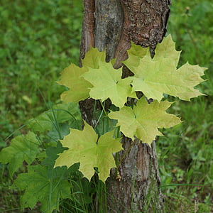 Maple, pohon, daun