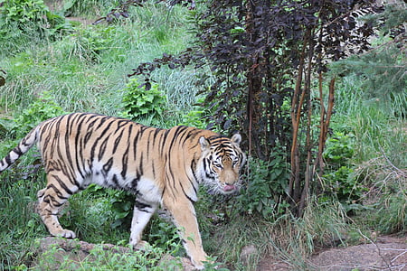 Tygr, Wild, zvíře, volně žijící zvířata, kočka, kočkovitá šelma, Safari